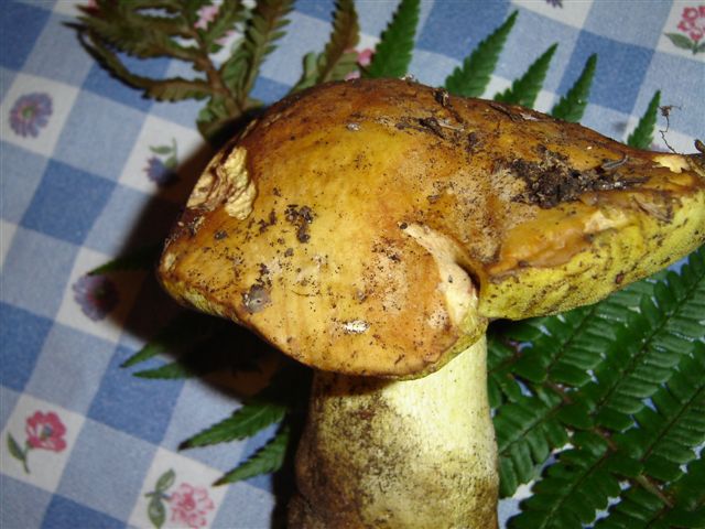 Appendiculatus?